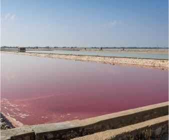 Sambhar Lake is one of the most interesting tourist places in Jaipur. It boasts of an extensive saline wetland and is divided by a 5.1 km long dam to help in the salt-making process. This area also attracts migratory birds, which makes it even more popular among nature lovers.